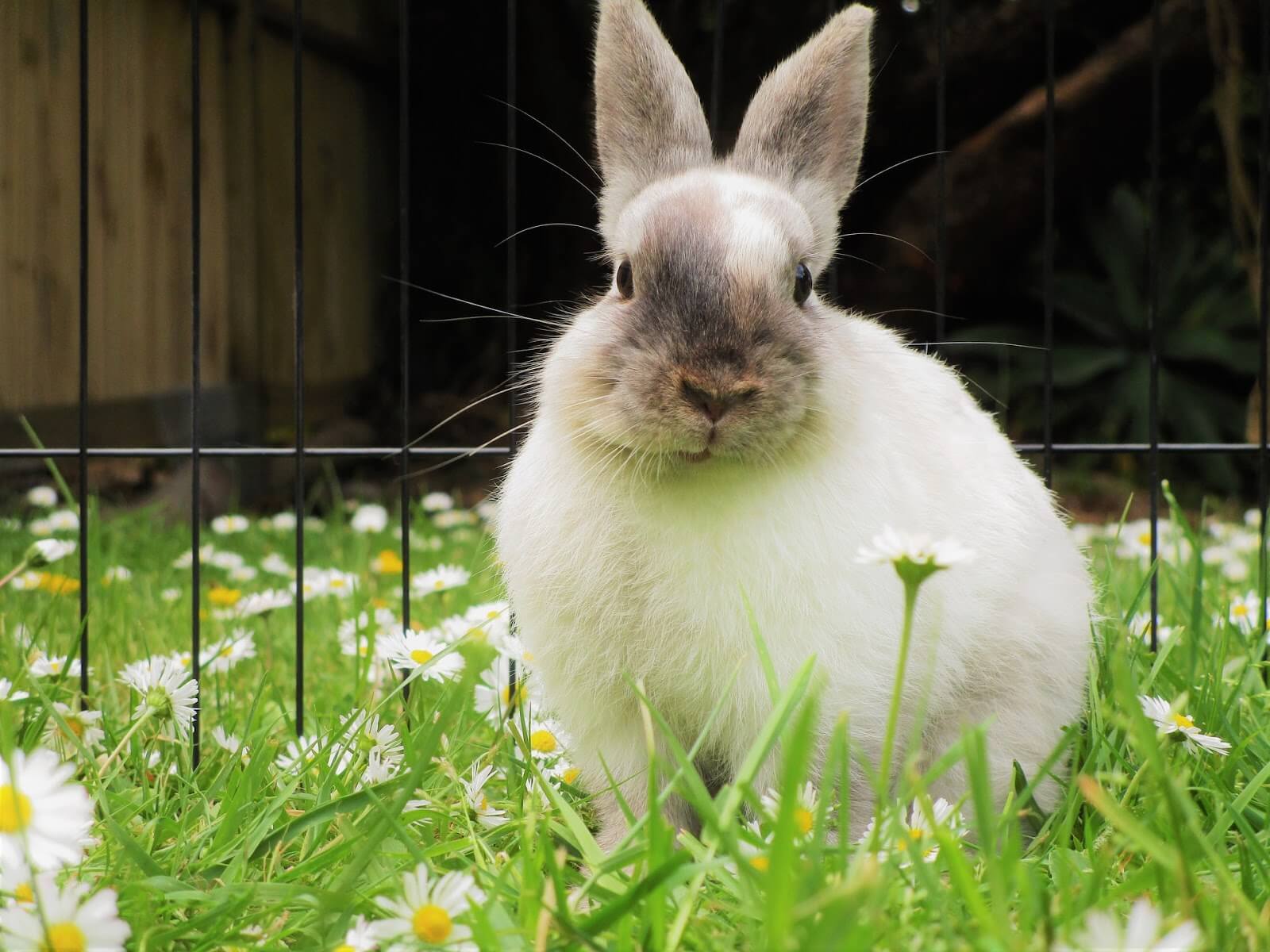 What It Actually Costs To Adopt A Bunny Fauna Care